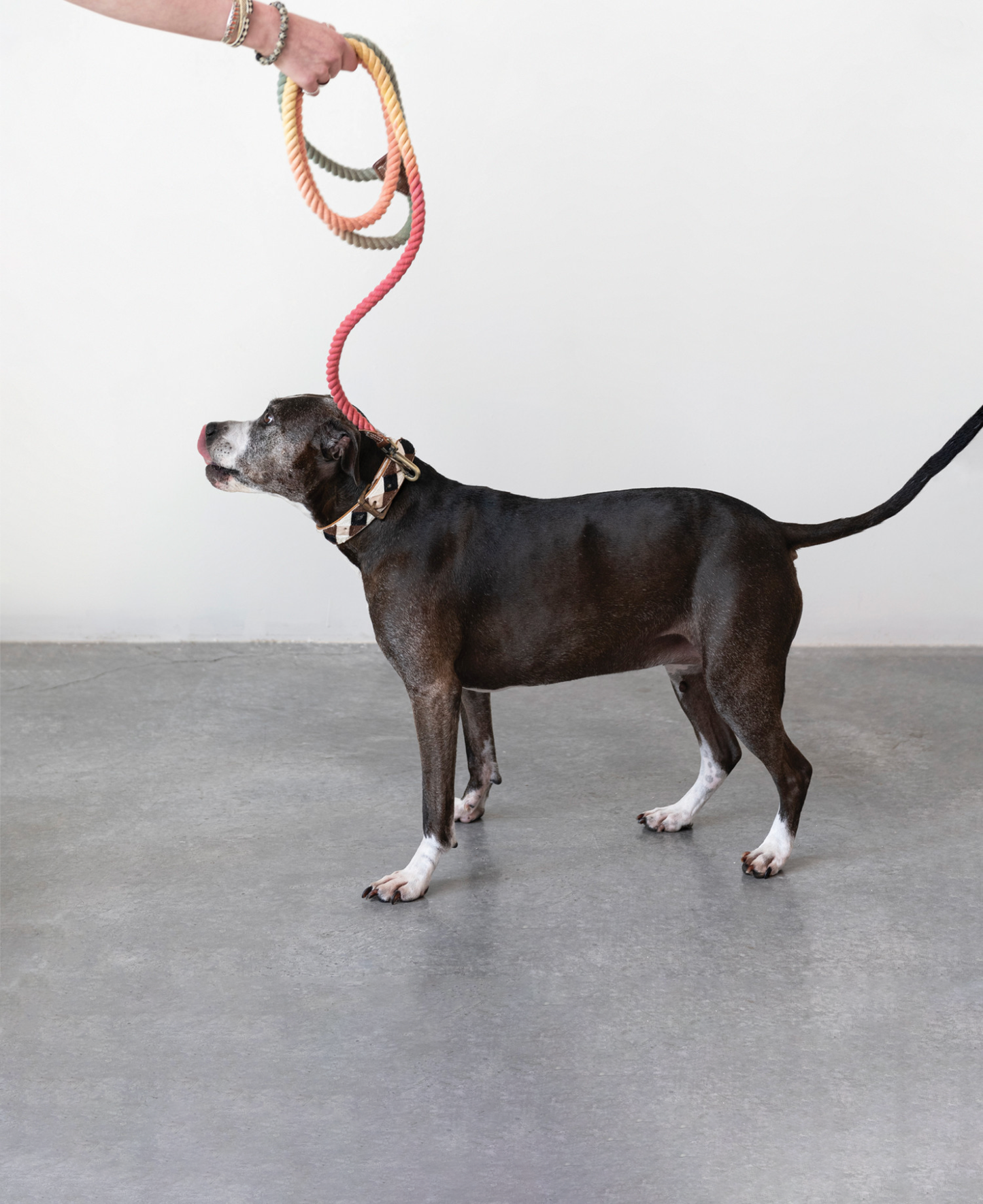 Ombre Rope and Leather Dog Lead